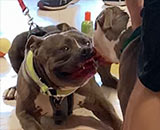 Pit bulls attack each other in Petco
