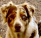 Australian shepherd