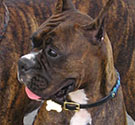 Boxer