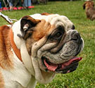 English bulldog