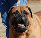 Bullmastiff