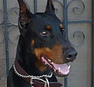 Doberman