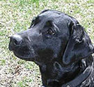 Labrador