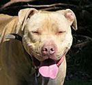 Pit bull