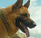 German shepherd