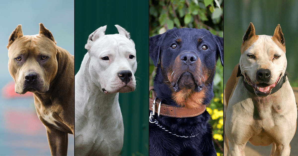 Dangerous Dog Breeds DogsBite