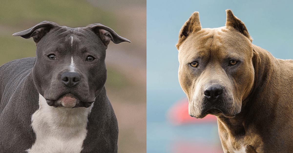 are american staffordshire terrier pit bulls