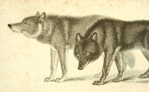 pitbull mix with wolf